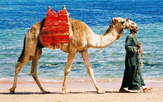 Le raccomandazioni per le escursioni di terra a Sharm el Sheik